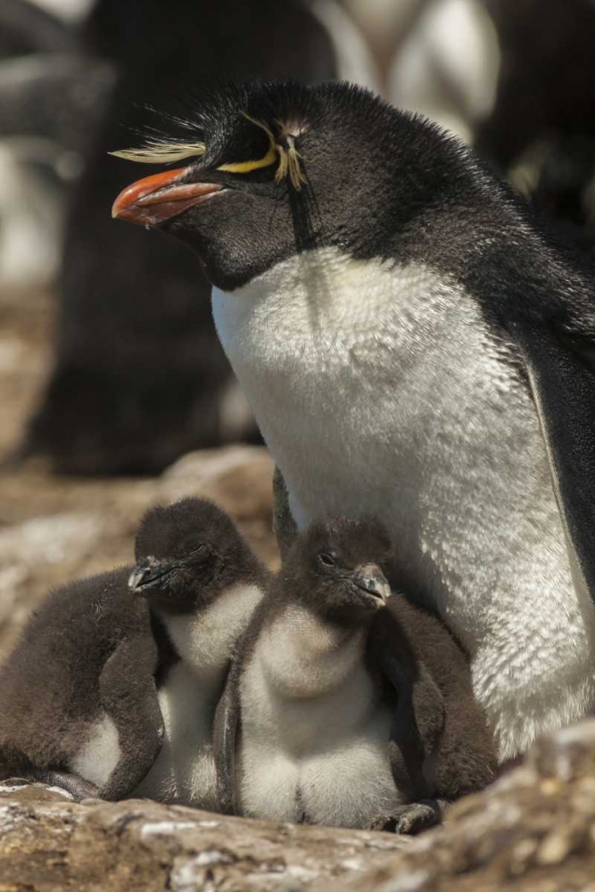 Bleaker Island Rockhopper penguin and chicks